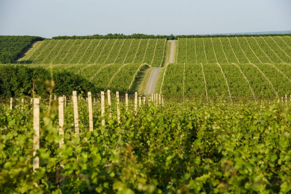 Gradski si tip? Dođi u vinograd!