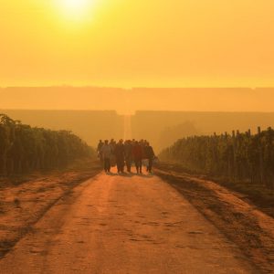 Gradski si tip? Dođi u vinograd!