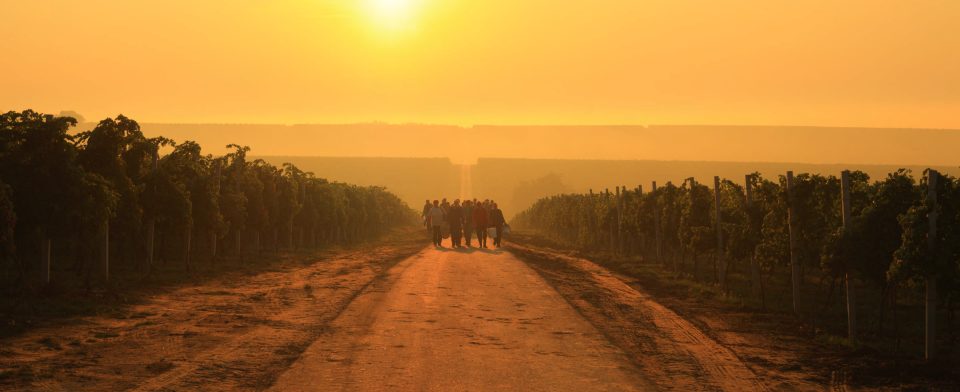 Gradski si tip? Dođi u vinograd!