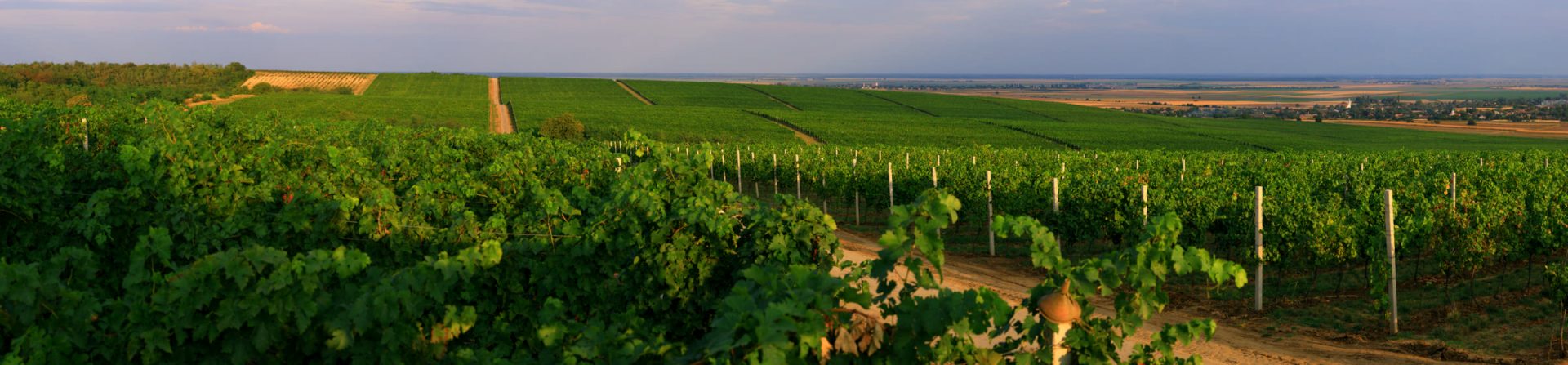 Najbolje vinarije