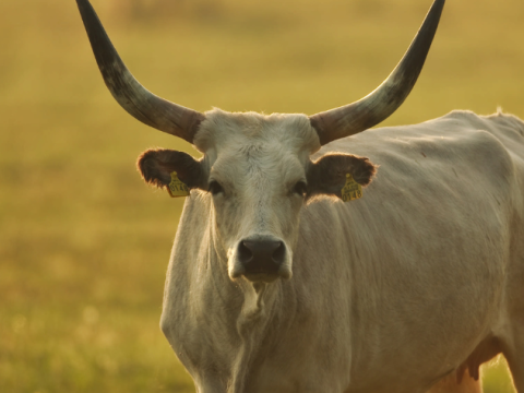 Povratak podolca